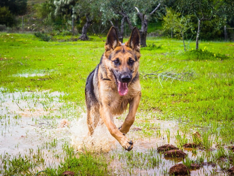 Bright, strong and obedient, it’s no wonder that German Shepherds are often used in police forces. They are very loyal companions that are not well-suited to apartment life and require at least a couple of hours of exercise every day. Get them stuck in engaging and physically demanding activities – you will soon discover that they are great fun to both train and go on adventures with.