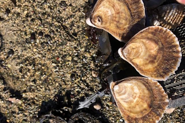 Native oyster reefs, which once flourished in the Forth estuary before being fished to extinction, remove pollutants from the water and provide sanctuary for a wide variety of sea life