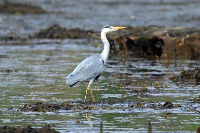 An image of a soft grey heron standing elegant and alien in the rain came into Laura Waddell’s head as she took part in a 90-minute video call (Picture: Phil Wilkinson)