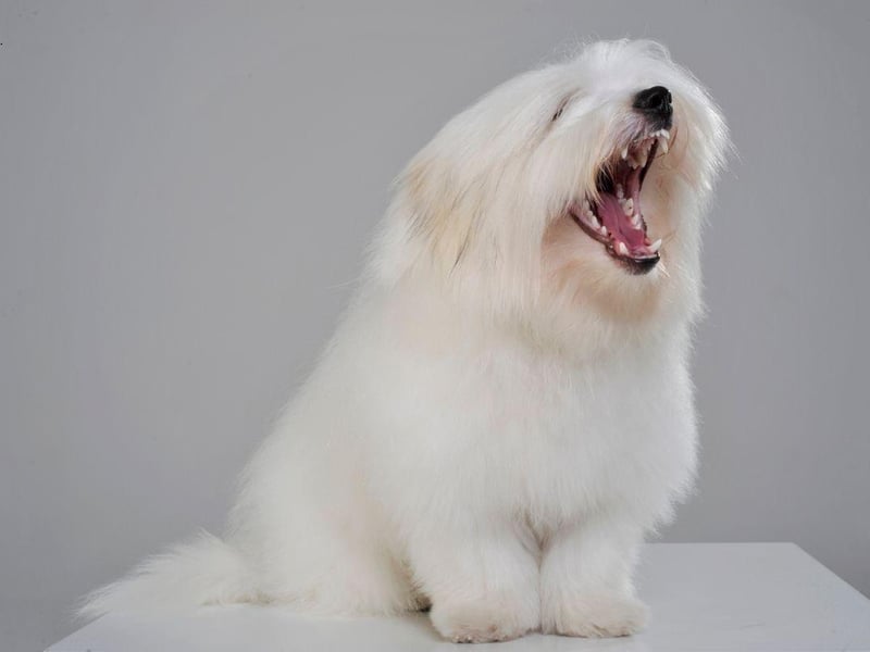 The Maltese makes a great guard dog, instantly barking when they hear an intruder. Unfortunately they often take the smallest of noises to be a threat, the merest rustle of falling leaves enough to provoke a late night volley of barks.
