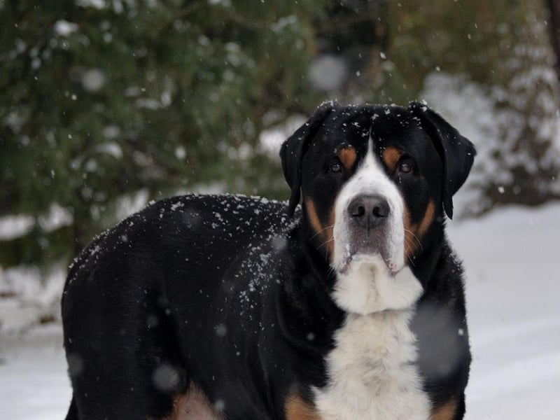 Greater Swiss Mountain Dog owners shell out an average of £588.22 to insure their pets for expensive vet visits - the fourth highest bill.