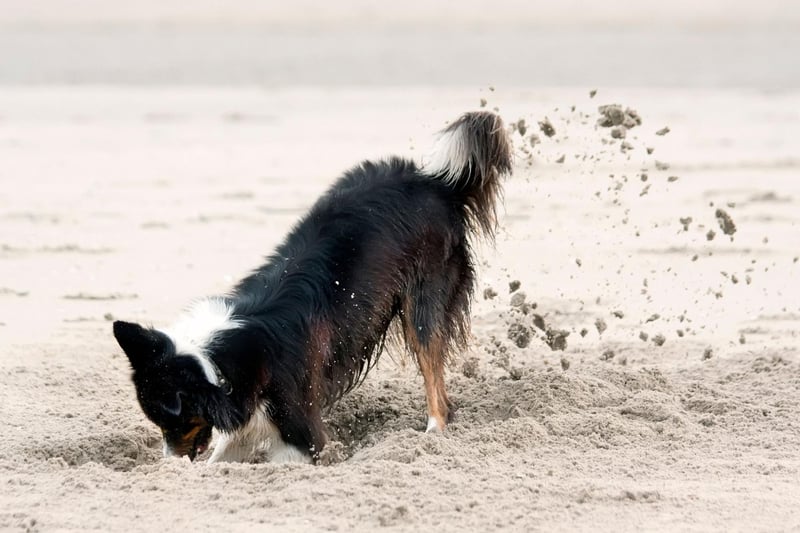 The Border Collie is one of the most active and energetic dog breeds. Digging is just one of the activities it'll get up to in order to show you that you're not giving it enough attention and exercise.