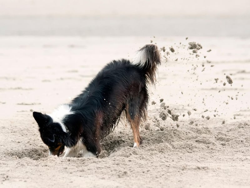 The Border Collie is one of the most active and energetic dog breeds. Digging is just one of the activities it'll get up to in order to show you that you're not giving it enough attention and exercise.
