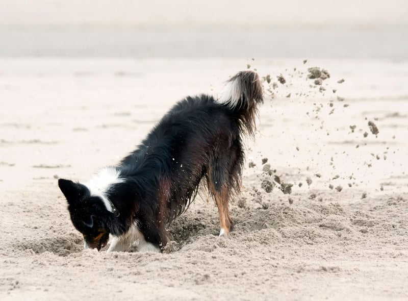 The Border Collie is one of the most active and energetic dog breeds. Digging is just one of the activities it'll get up to in order to show you that you're not giving it enough attention and exercise.
