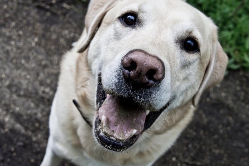 The relaxed Labrador Retriever is another breed that can keep a cool head while all those around them are losing theirs. Their amazing sense of smell makes them the perfect canine soldier for sniffing out exposives.
