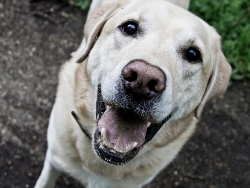The relaxed Labrador Retriever is another breed that can keep a cool head while all those around them are losing theirs. Their amazing sense of smell makes them the perfect canine soldier for sniffing out exposives.