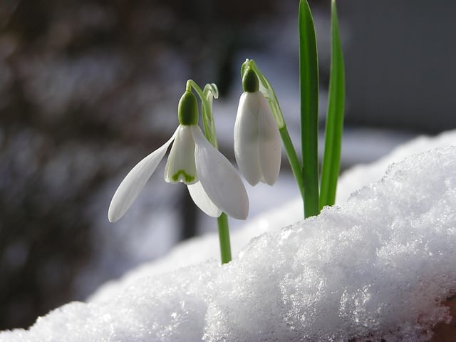The best snowdrop spotting opportunities in Scotland's Capital are at the Royal Botanical Gardens, where you'll have the chance to see several very rare variants of the plant.