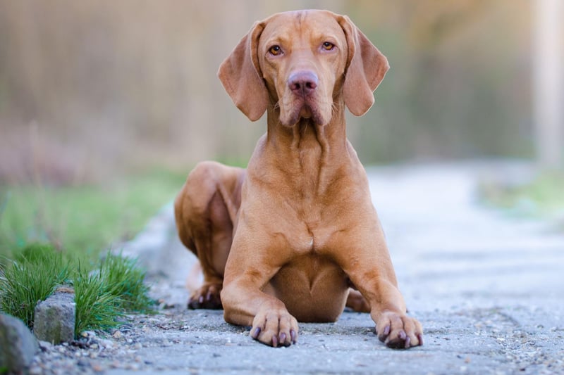 The Hungarian Vizsla stands out with its striking rusty gold coat and characteristically large ears. This is a dog which is gentle mannered, affectionate and loyal, forming close bonds with their humans. With a name deriving from the Hungarian term for "searcher", their original job was to point out birds and upland game. So they need plenty of exercise to keep them entertained.