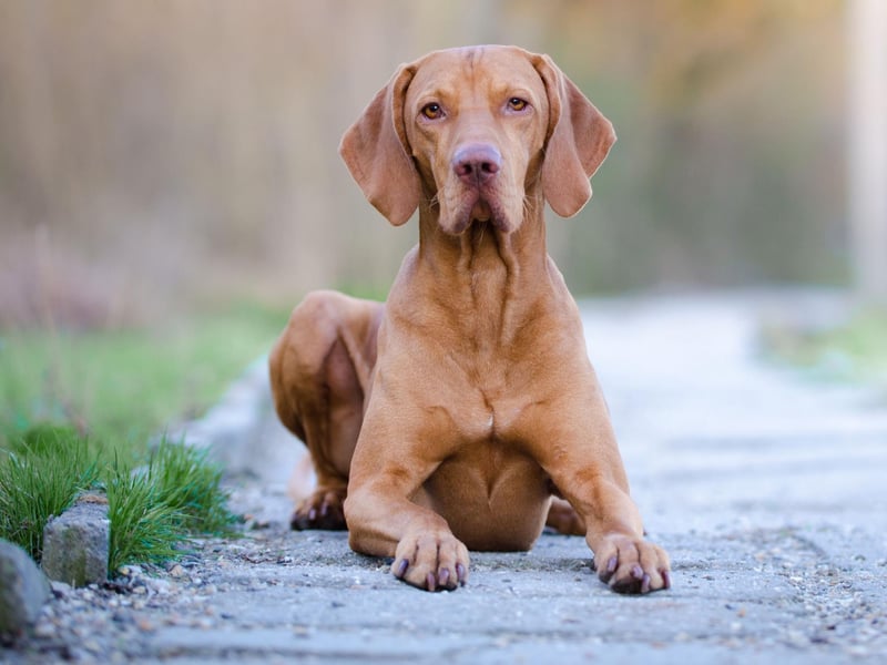 The Hungarian Vizsla stands out with its striking rusty gold coat and characteristically large ears. This is a dog which is gentle mannered, affectionate and loyal, forming close bonds with their humans. With a name deriving from the Hungarian term for "searcher", their original job was to point out birds and upland game. So they need plenty of exercise to keep them entertained.