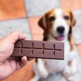 Can dogs eat chocolate?