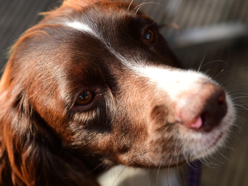 Molly takes seventh spot in our countdown. It's a form of the Hebrew name Mary, meaning 'star of the sea'.