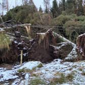 Around eight million trees in Scotland were damaged or affected by Storm Arwen, forestry chiefs estimate.