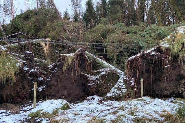 Around eight million trees in Scotland were damaged or affected by Storm Arwen, forestry chiefs estimate.