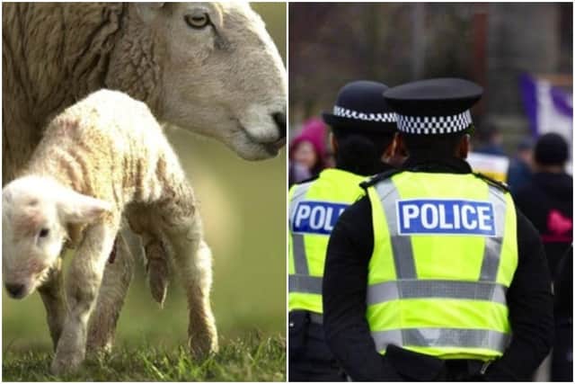 The animals were at Beoch Farm in Loch Doon, Dalmellington, when the cruel incident happened at around 4.20pm on Sunday.