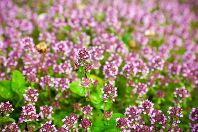 Popular with both bees and butterflies, you might also find marjoram labelled as Oregano. It grows to around 30 cm tall and forms a clump over time. In spring, make sure to cut back all the stems that flowered the previous year.