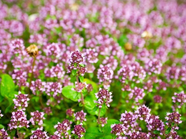 Popular with both bees and butterflies, you might also find marjoram labelled as Oregano. It grows to around 30 cm tall and forms a clump over time. In spring, make sure to cut back all the stems that flowered the previous year.