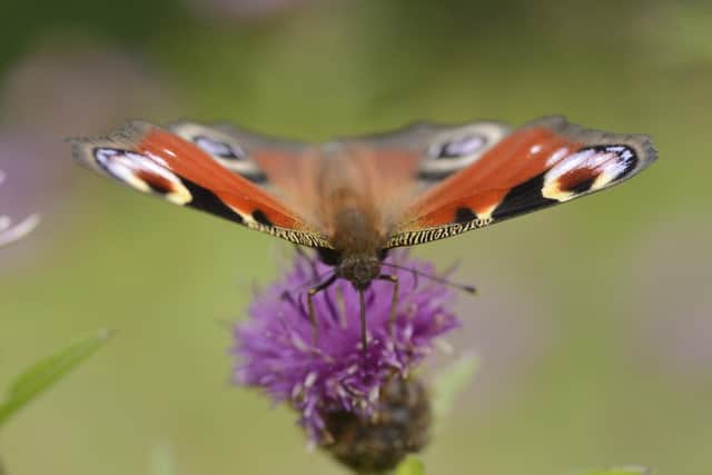 Good land stewardship reaps huge rewards for under-pressure insects seeking a habitat.
Pic: NatureScot