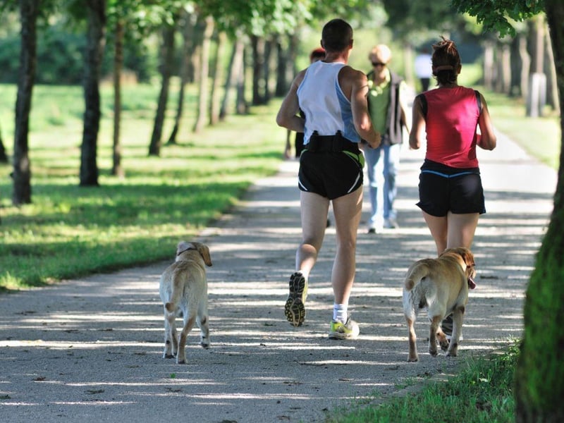 To live and maintain a healthy lifestyle, both humans and dogs need mental stimulation and physical exercise. It’s been proven that having a healthy exercise routine can be easier to stick to when you have a friend to do it with. Well, there’s no better friend than your dog! Getting fit with your dog can be instrumental in improving emotional wellbeing, which in turn prevents problems with mental health. There are a range of physical activities you can take part in and enjoy together. Try a free online fitness challenge together, or discover a new dog sport such as Canicross, Bikejoring, Agility, Heelwork to Music or Doga (dog yoga).