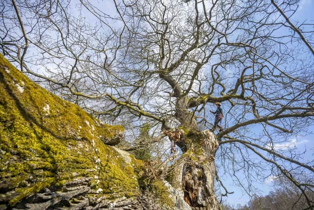 Arborist Kirsty Smith undertakes preservation work on ancient Jed Forest oak, the Capon Tree.