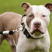A ban on XL Bully dogs is set to be introduced in Scotland, following in the footsteps of England and Wales. Picture: Jacob King/PA Wire