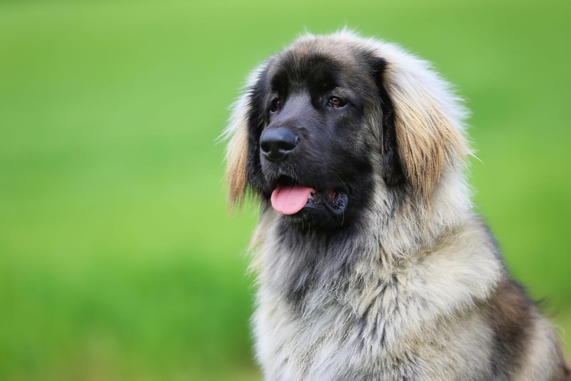 The large Leonberger has an average lifespan of 8-10 years. But, just to show there are exceptions, the oldest recorded Leonberger lived to the ripe old age of 17.