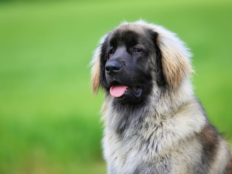 The large Leonberger has an average lifespan of 8-10 years. But, just to show there are exceptions, the oldest recorded Leonberger lived to the ripe old age of 17.