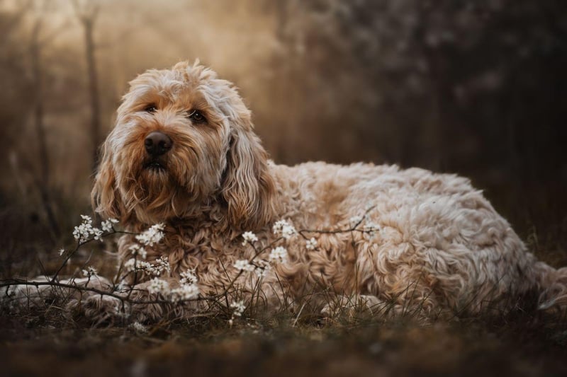 An incredibly rare breed, the Otterhound was, as its name suggests, used to hunt otters in Britain until the practice was outlawed in 1978. An exceptionally strong swimmer, they even have webbed feet for extra speed in the water.