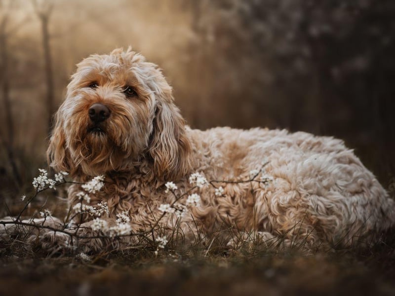 An incredibly rare breed, the Otterhound was, as its name suggests, used to hunt otters in Britain until the practice was outlawed in 1978. An exceptionally strong swimmer, they even have webbed feet for extra speed in the water.
