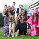 Guide dog puppies interact with racegoers wearing big hats at Ascot Racecourse, as part of their socialisation training to become comfortable around unusual headwear. Research from charity Guide Dogs reveals that dogs can be afraid of hats or objects on people’s heads, as they can make it harder for them to recognise even familiar individuals