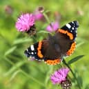 A Red Admiral butterfly. Photo: Mark Searle/UKBMS/PA Wire