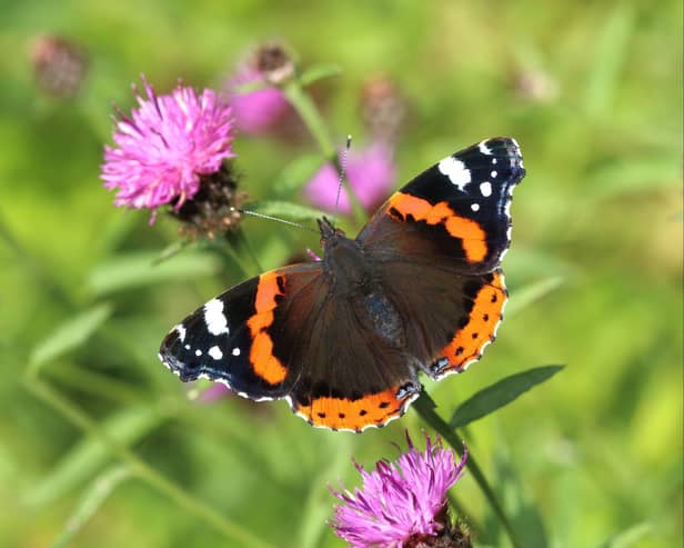 A Red Admiral butterfly. Photo: Mark Searle/UKBMS/PA Wire