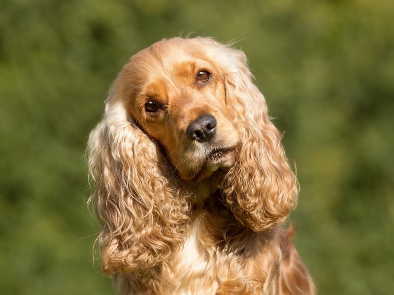 Owners of friendly and loyal Cocker Spaniels should be aware that their pet is susceptible to a range of health issues, including a variety of orthopaedic issues, epilepsy, heart disease and liver disease.