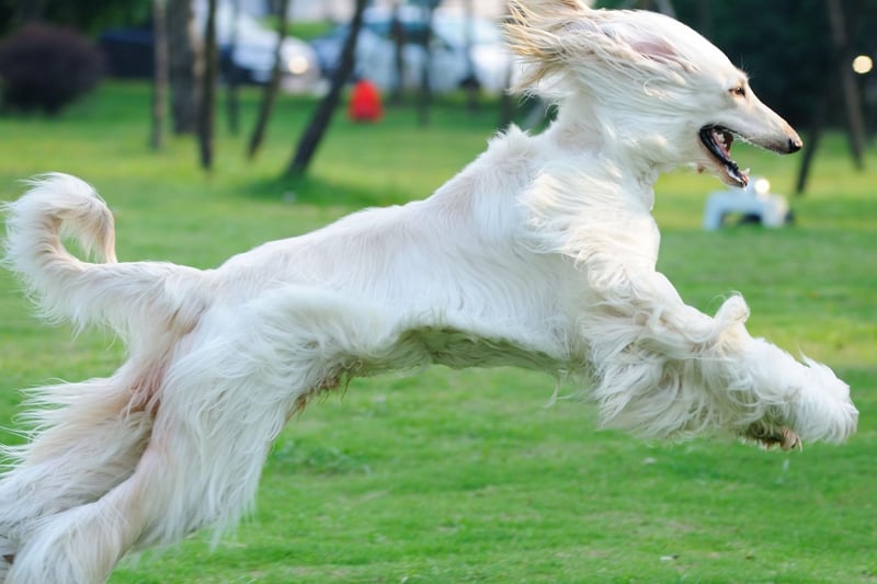 In joint bronze medal position for quickest canine is the Afghan Hound. At top speed they are a blur of fur, running at 40mph.