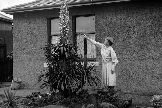 A Yucca Palm Tree in bloom for the first time in 25 years in a Blackhall garden in August 1956.