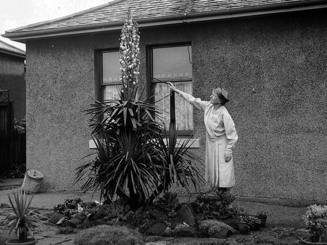 A Yucca Palm Tree in bloom for the first time in 25 years in a Blackhall garden in August 1956.