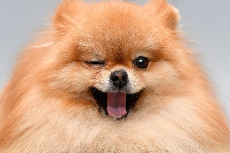 The fluffy Pomeranian is many people's idea of the perfect lapdog - and are tragically commonly stolen. They cost an average of £1,779.95.