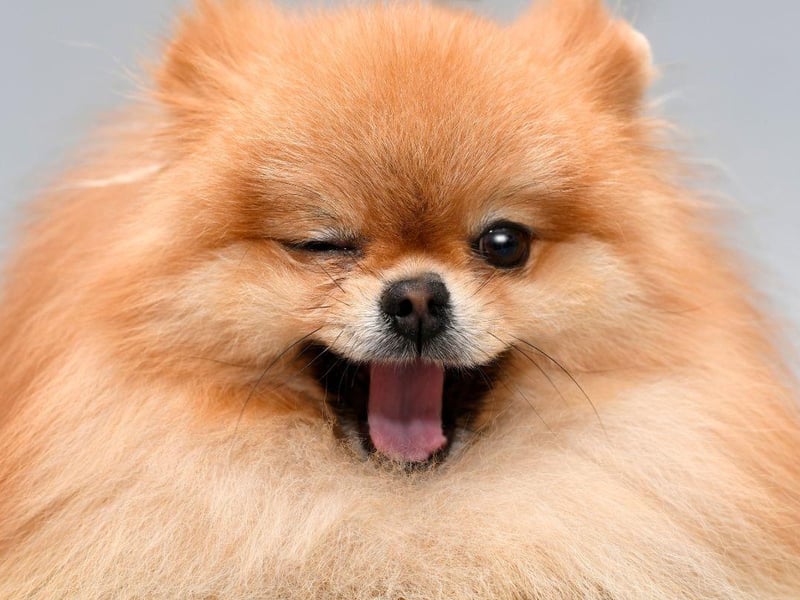The fluffy Pomeranian is many people's idea of the perfect lapdog - and are tragically commonly stolen. They cost an average of £1,779.95.