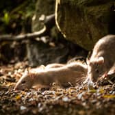 The SNP have been urged to use a £70 million recycling fund now amid claims more rats are on Scotland’s streets.