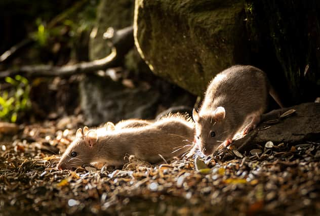 The SNP have been urged to use a £70 million recycling fund now amid claims more rats are on Scotland’s streets.