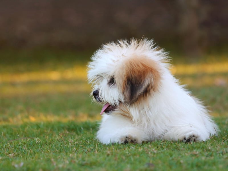 In Mandarin, the Shih Tzu is known at the Xi Shi Dog - named after one of the most beautiful women of ancient China. In the UK in the early 20th century they were also known as the Chrysanthemum Dog, and they have also been nicknamed the Lion Dog.