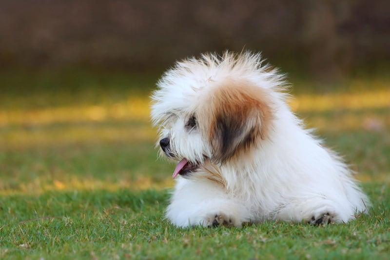 In Mandarin, the Shih Tzu is known at the Xi Shi Dog - named after one of the most beautiful women of ancient China. In the UK in the early 20th century they were also known as the Chrysanthemum Dog, and they have also been nicknamed the Lion Dog.