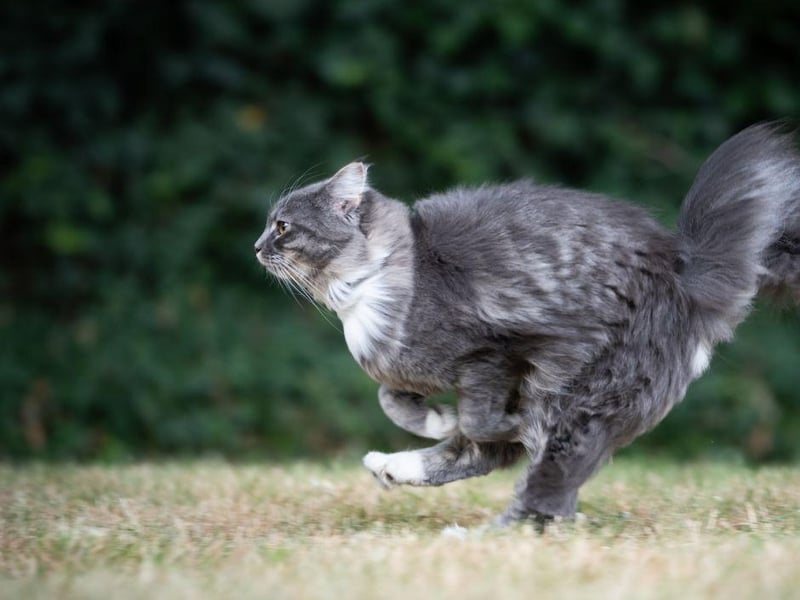 Some cats simply need more play time and run around the house to stimulate themselves. Try playing fetch and games with your cat to release their energy.