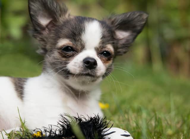 How much do you know about the tiny and cute Chihuahua?