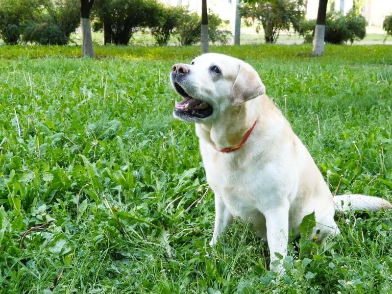 The UK's most popular dog breed, many people don't think of Labradors as dogs that bark alot. They get bored easily though, and if they aren't given regular exercise they can become both noisy and destructiuve.