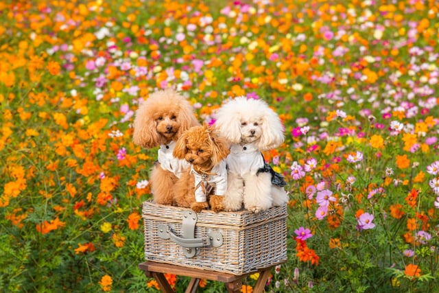 The smallest of three sizes of Poodle (the others being Standard and Miniature), a fully-grown Toy Poodle will only weigh 6-7 kg.