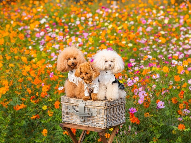 The smallest of three sizes of Poodle (the others being Standard and Miniature), a fully-grown Toy Poodle will only weigh 6-7 kg.