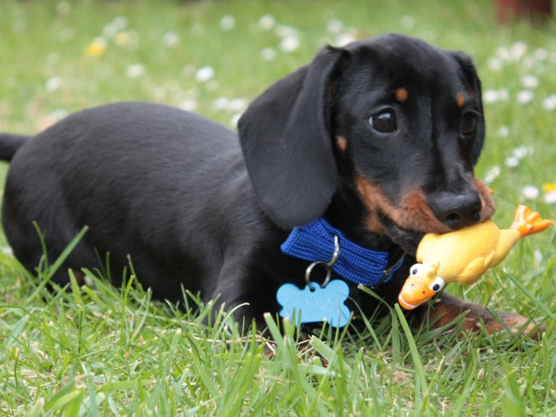 If you think you've been seeing more Miniature Smooth Haired Dachshunds around of late you're probably right. There were 14,820 of the sausage dogs registered in 2021 - up more than 40 per cent on the previous year.