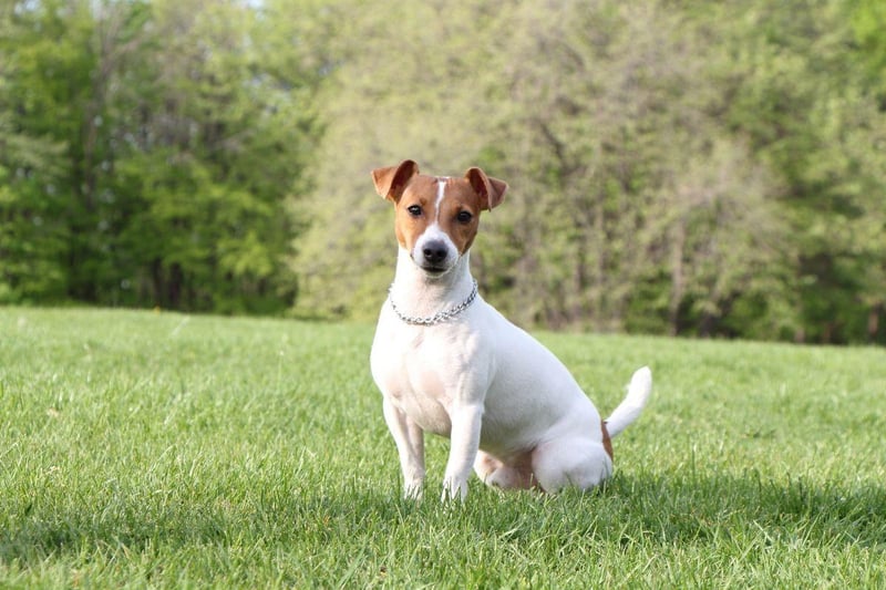 The most dognapped breed of Terrier is the popular Jack Russell. These entertaining dogs are relatively inexpensive, costing an average of £760.84.