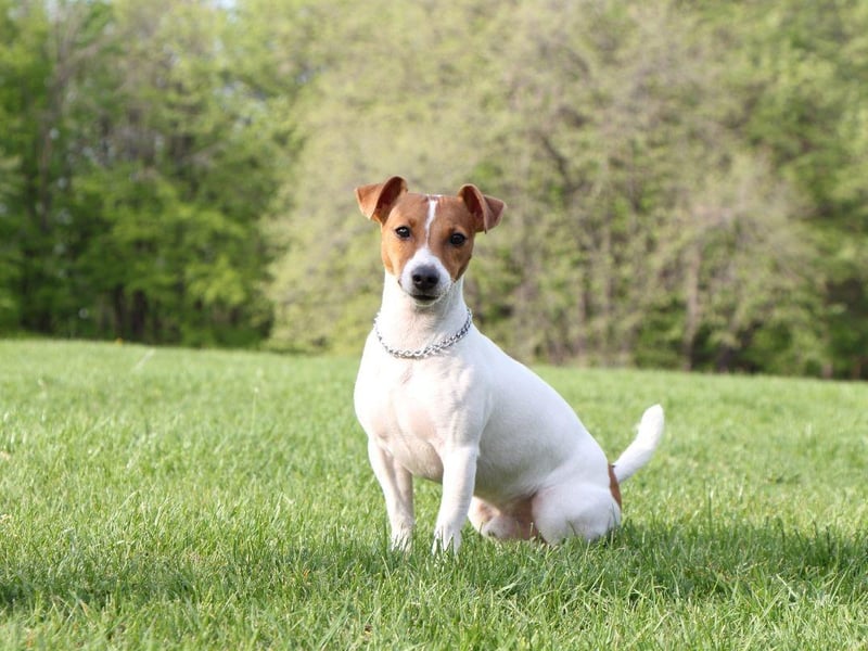 The most dognapped breed of Terrier is the popular Jack Russell. These entertaining dogs are relatively inexpensive, costing an average of £760.84.
