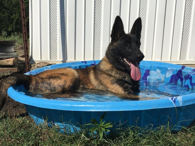 For when you don’t have access to the beach, why not invest in a paddling pool for your pooch to splash about in. In a shady spot of the garden, fill a pool with chilled water but don’t make it too cold as this can cause your dog to go into body shock on a very hot day. They will absorb water through their skin and paws making sure they are hydrated as well as cool.